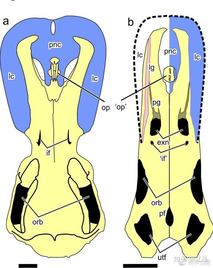 图注：鸭嘴兽（a）与扇桨龙（b）的头骨对比，图片来自http://media.eureka<em></em>lert.org