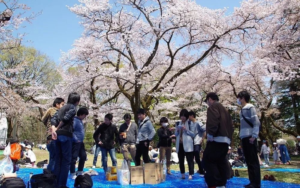 太违和!在日本穿和服赏樱的十有八九是中国人