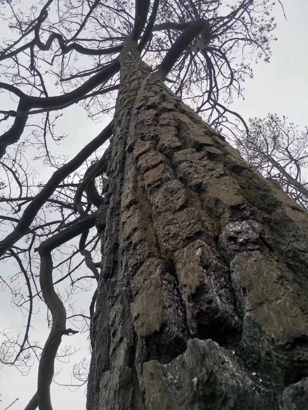 凉山大火确认为雷击火 着火点为1棵80年树龄云南松