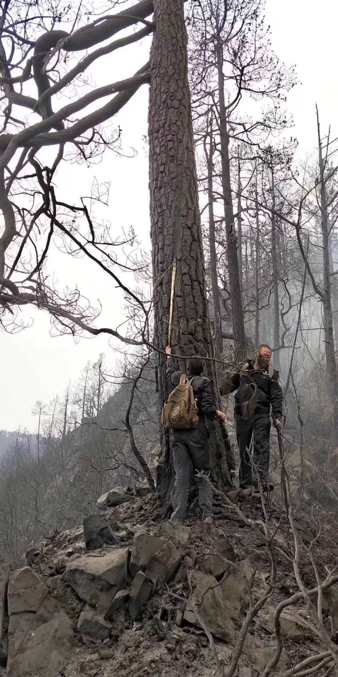 凉山大火确认为雷击火 着火点为1棵80年树龄云南松