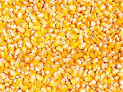 企业大批量采购玉米、大豆、大米、高粱、小麦等图1