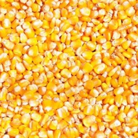 企业大批量采购玉米、大豆、大米、高粱、小麦等