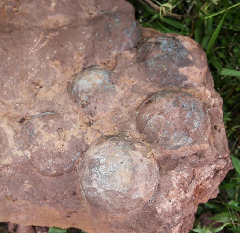 江西职校附近现恐龙蛋化石 官方:确定为白垩纪晚期