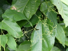 供应广西赤苍藤苗基地 姑娘菜种苗图1