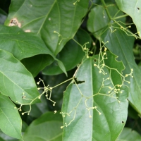 供应广西赤苍藤苗基地 姑娘菜种苗