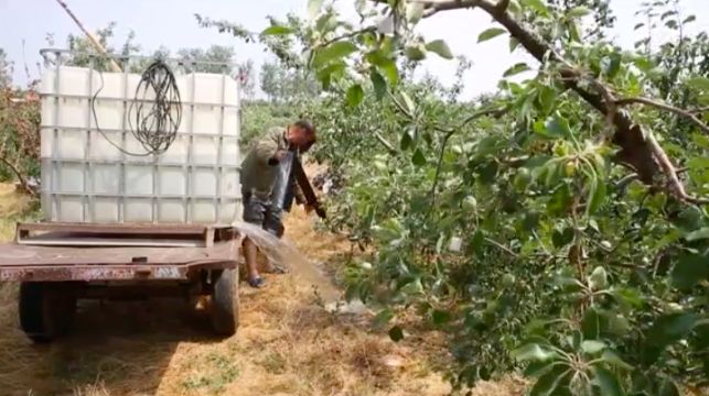 天价苹果背后：部分大宗经销商囤货居奇炒期货挣钱