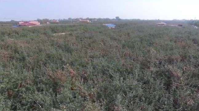 天价苹果背后：部分大宗经销商囤货居奇炒期货挣钱