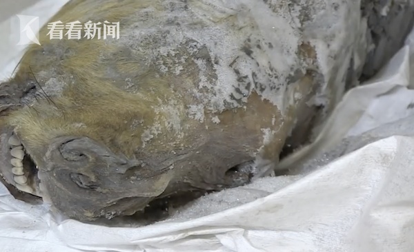 t01f1bea37bb10a803c.jpg?size=600<em></em>x366