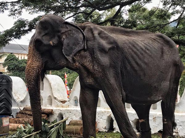 70岁游行大象瘦得皮包骨 惹人心疼