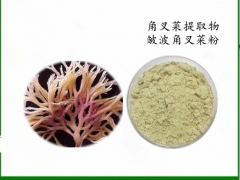 角叉菜提取物33:1 皱波角叉菜粉批发 角叉菜浓缩浸膏现货图1