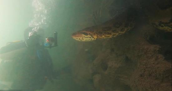 摄影师巴托洛米奥水下与蟒蛇面对面