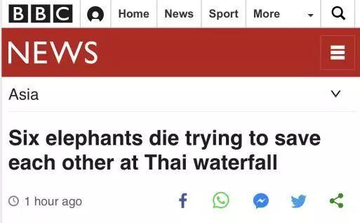 太惨！泰国小象跌落瀑布5头大象为救它也跌落死亡