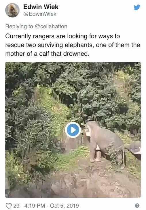 太惨！泰国小象跌落瀑布 5头大象为救它也跌落死亡