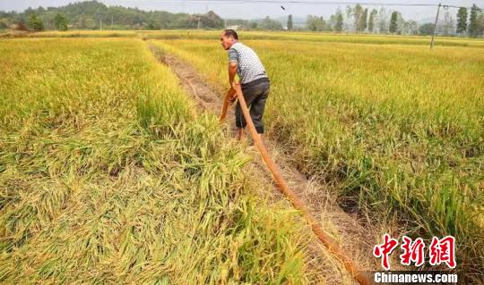 村民利用数百米长的水管抽水为稻田灌溉。 刘占昆 摄