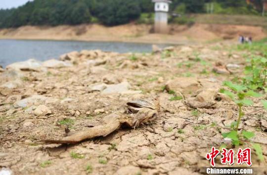江西余江旱情见闻:水库“瘦身”农田喊“渴”(图)