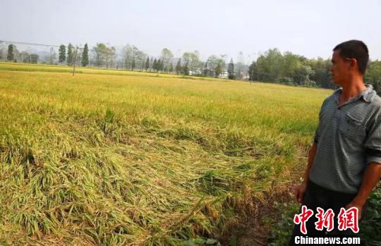 村民看着“无精打采”“瘫倒”伏地的水稻面露愁容。 刘占昆 摄