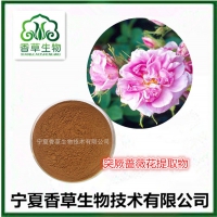 突厥蔷薇花提取物 蔷薇花浸膏粉批发 突厥蔷薇花精油厂家