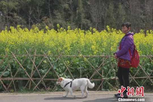 多地实施最严养狗令 遛狗不牵绳狗没收人罚款