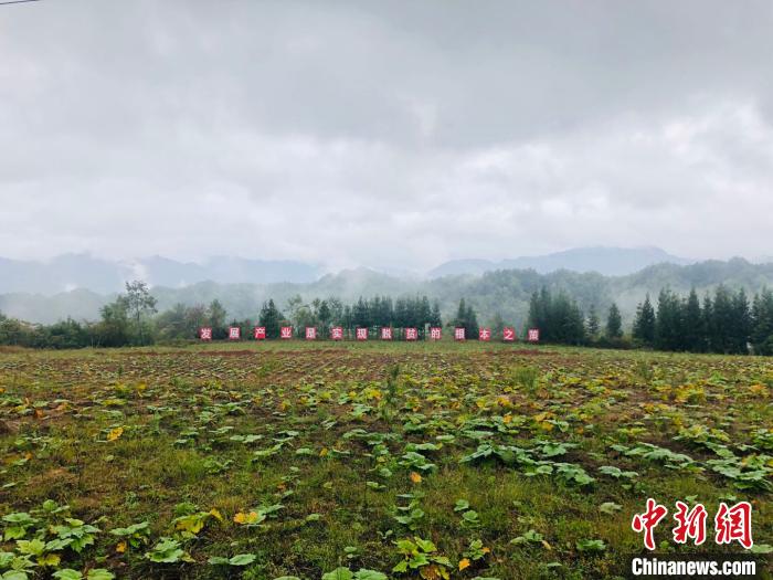 重庆石柱全兴村的综合农业示范基地产业扶贫项目，位于海拔1500米的大风堡原始森林深处。 魏晞 摄