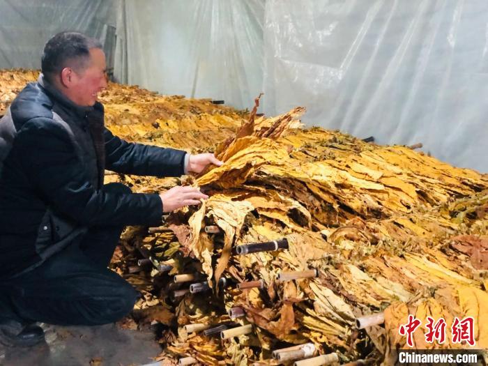 重庆石柱沙子镇卧龙村狮子组烟农冉隆江在整理烟叶。 魏晞 摄