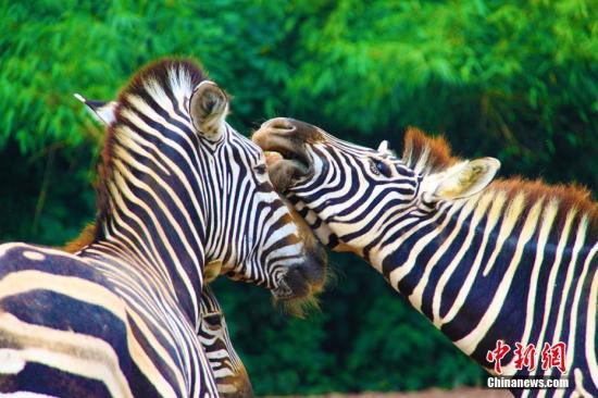 2月14日情人节，重庆乐和乐都野生动物园的动物们早已“春意萌动”，开始“大胆追求爱情”。图为斑马“情侣照”。王成杰 摄