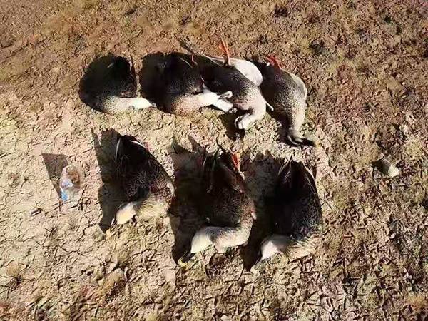 合肥“大水缸”发生毒杀水禽事件:嫌疑人被抓,水质检测正常