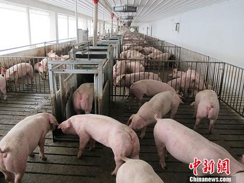 资料图：生猪养殖厂。 中新社记者 林浩 摄