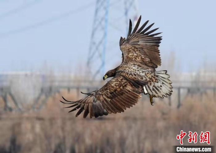 山西成立志愿者团队“护飞”：为了明天悦耳的鸟鸣