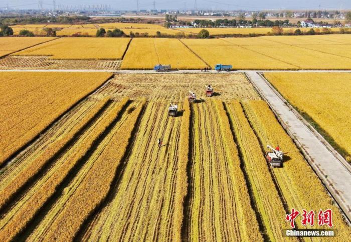 11月15日，南京江宁湖熟街道种植7000亩优质稻米的省级现代农业产业园区内，工作人员驾驶着收割车穿梭在金黄的稻田里收割，“绘就”一幅美丽的秋收图。中新社记者 泱波 摄