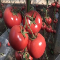 五原育硬粉西红柿苗厂 哪里大量供应西红柿苗