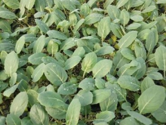 湖州甘蓝苗批发厂家 育有机菜花苗基地图1