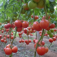 临沂哪有卖欧曼达西红柿苗 育大红番茄苗基地