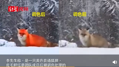  ↑网上热传的“火狐狸”系后期调色处理
