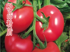 乌海西红柿育苗厂 批发口感番茄苗基地图1