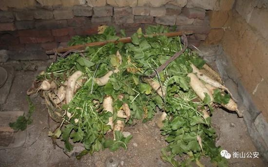 (藏匿在杂屋里的萝卜)