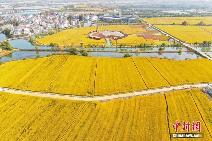 资料图:航拍丰收季的稻田。<a target='_blank' href='http://www.chinanews.com/'>中新社记者 泱波 摄 点击进入下一页