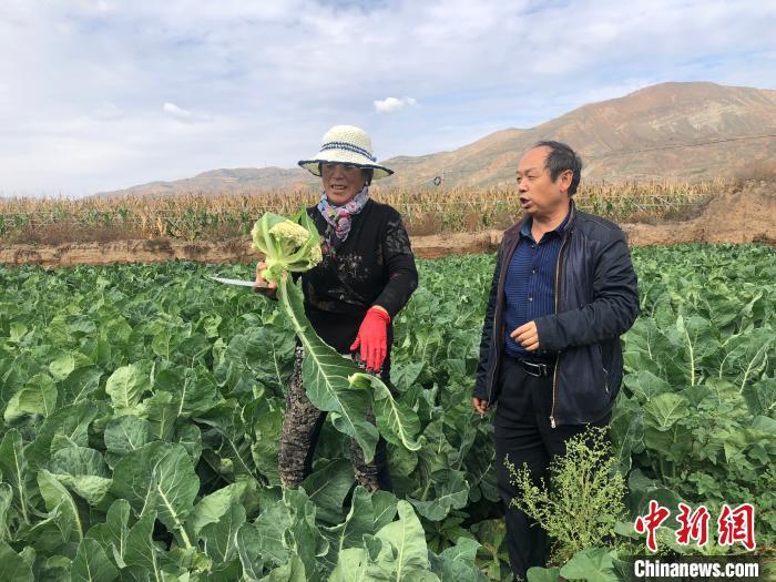 资料图：农户采摘蔬菜。徐雪 摄