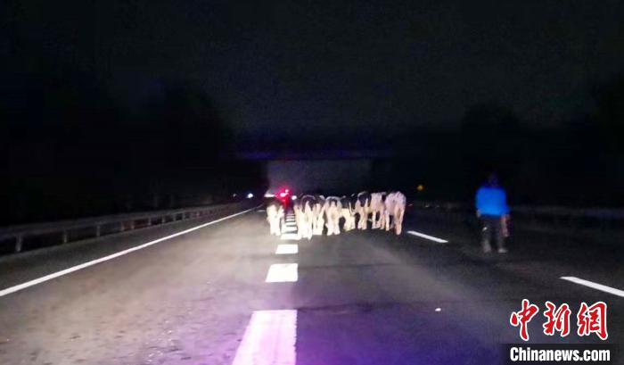 2月5日19时许，一辆载有30头奶牛的货车在青银高速山西汾阳段发生轮胎自燃，车厢内11头奶牛受惊跳车。图为“折腾累了”的奶牛正在慢慢走向匝道。 张慧平 摄