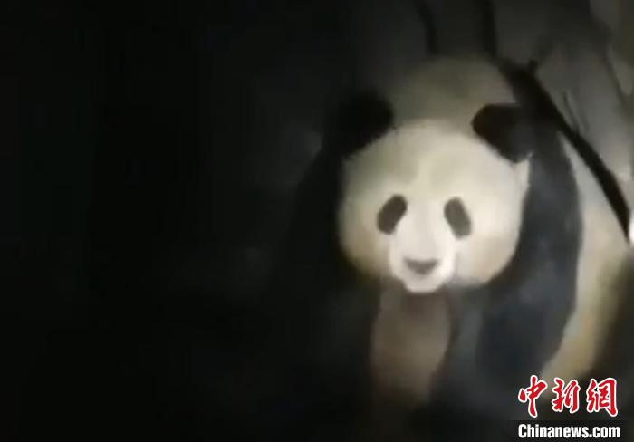 四川宝兴：野生大熊猫连续两晚下山“夜宿”村民家