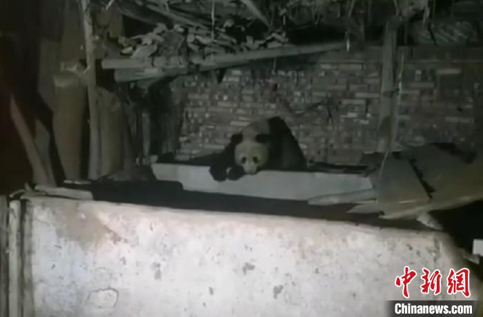 野生大熊猫“夜宿”村民家中 李光林 摄