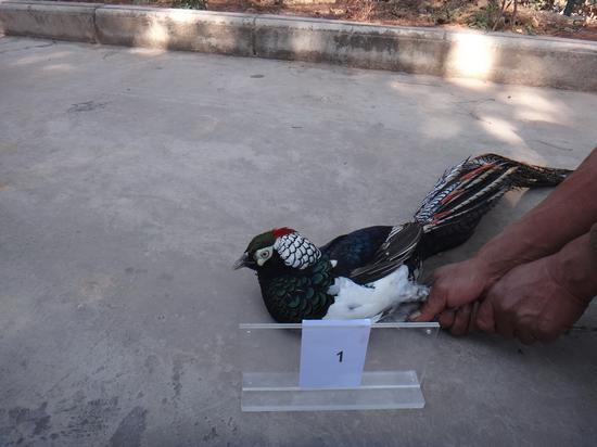 查获的1只白腹锦鸡。图片来源：云南省公安厅新闻办