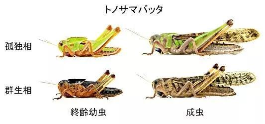 △ 独处蝗虫和群体蝗虫的区别