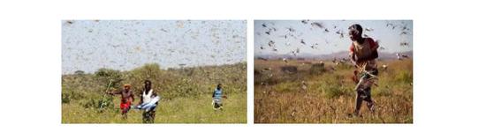 非洲飞蝗（图片源自网络）