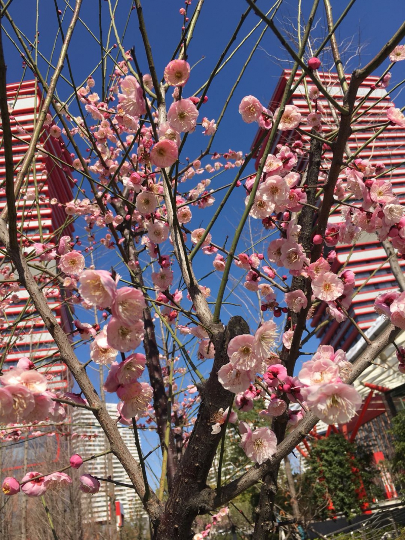 上海医疗队入住的酒店前有诸多粉红色和浅绿色的梅花。