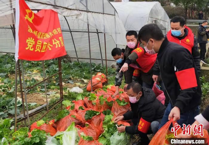 2月12日，湖南邵阳市双清区2名农民捐赠4000公斤蔬菜驰援抗疫一线。 张雪珊 摄