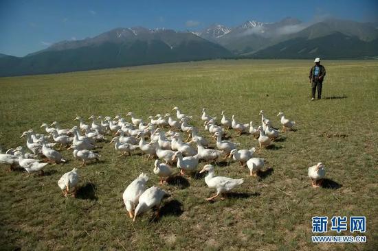  新疆巴里坤草原的治蝗的鸭群。据新华社