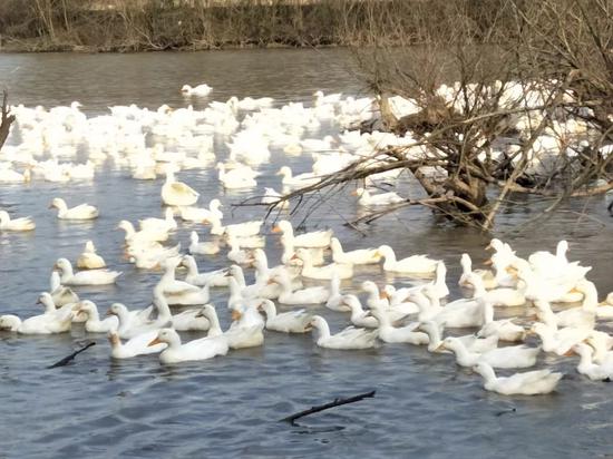 樱桃谷鸭——当年长兴运去新疆灭蝗的肉鸭品种