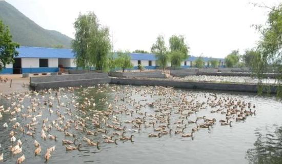  麻鸭（绍兴鸭）——这几年大规模推广，并大量运到新疆灭蝗的品种