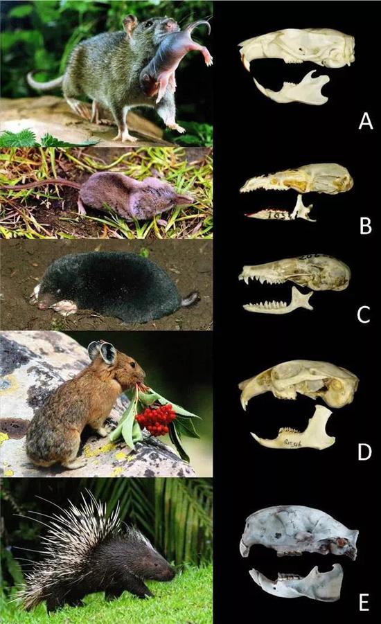 图2 褐家鼠（A）； 钱鼠（鼩鼱，B） 地鼠（鼹鼠，C）； 鸣声鼠（鼠兔，D）豪猪（E）