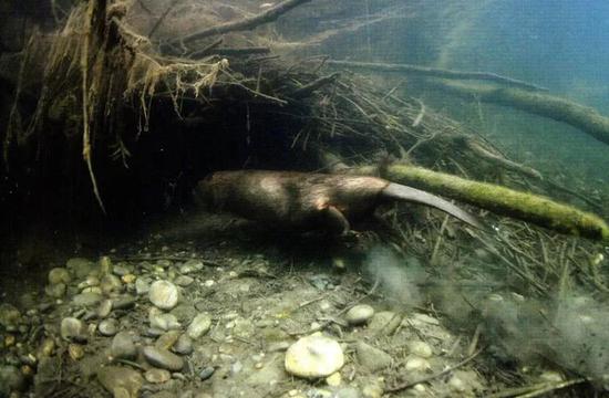  图7 湿地鼠——河狸